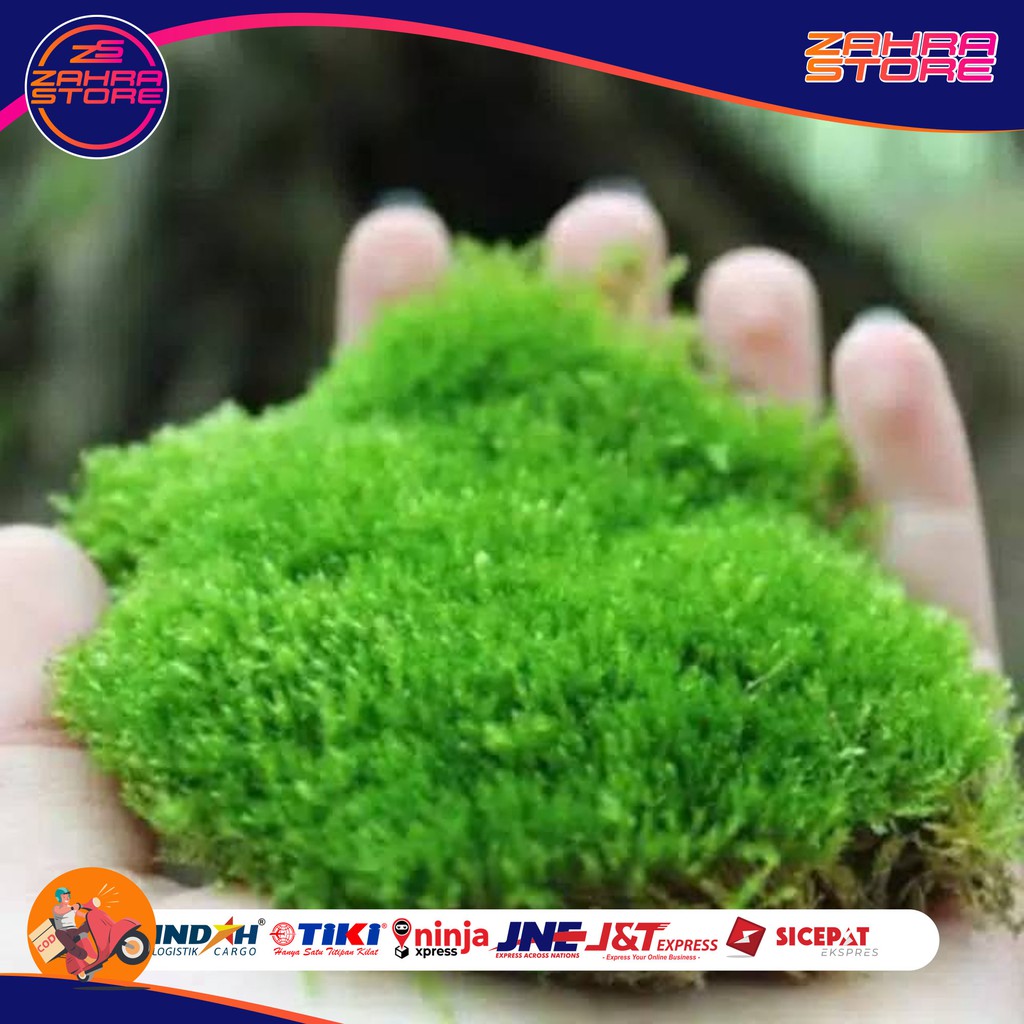 

JUAL BIBIT MOSS FOREST HIJAU 1KG ATAU LUMUT HIDUP COVER BONSAI DLI ZS