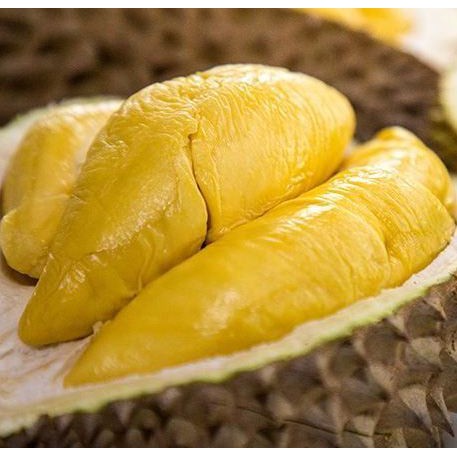 Bibit Durian Musangking Kaki 3