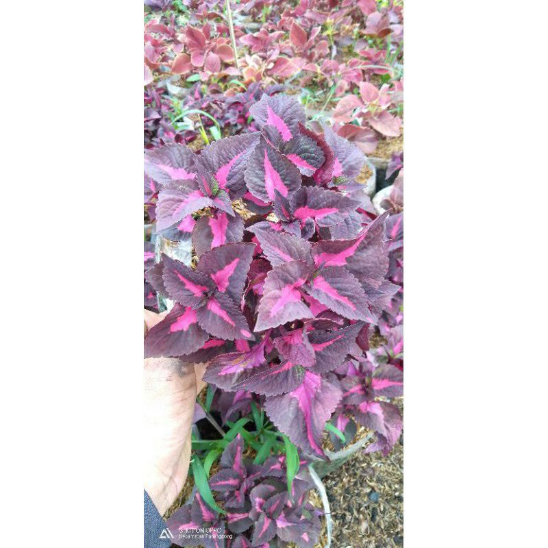 tanaman hias miana daun ungu