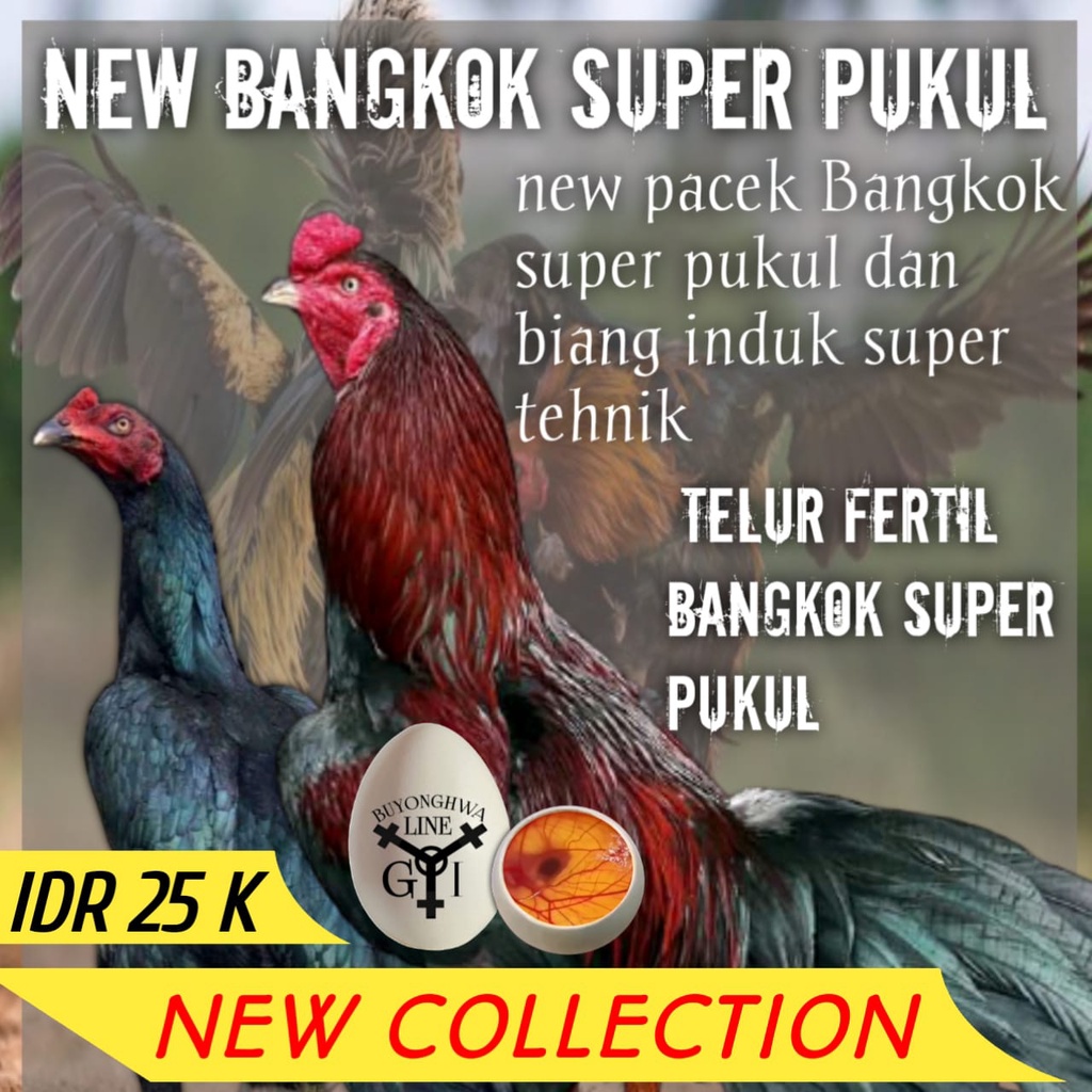 telur ayam bangkok fertil super pukul