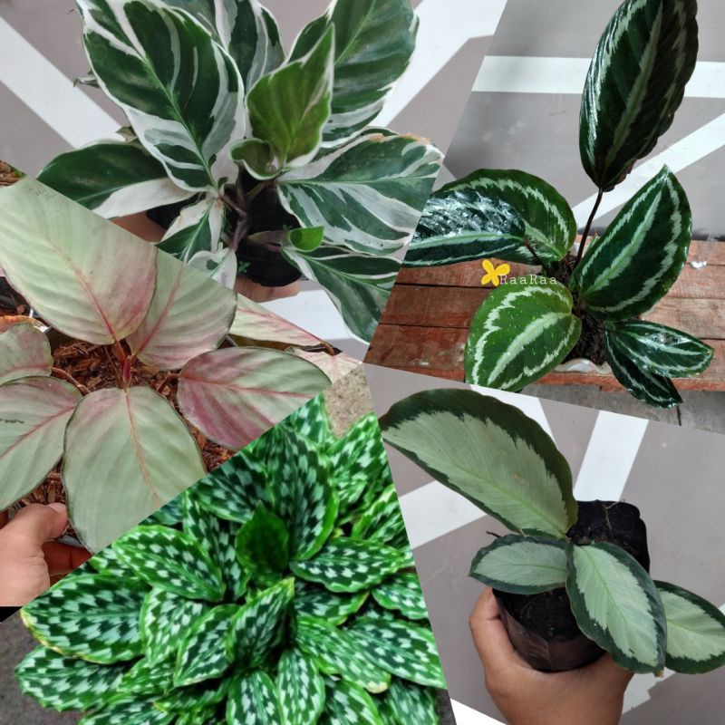 Calathea Silver Back/calathea silver/calathea merak/calathea tissue/calathea picturata