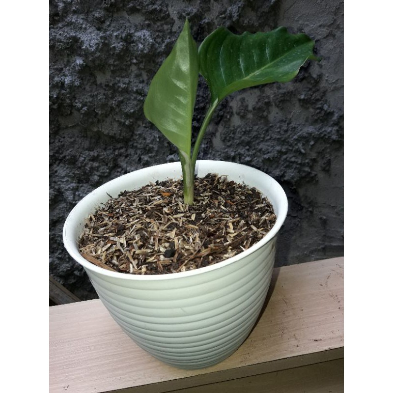 aglonema bibitan sultan brunai ukuran jumbo asli