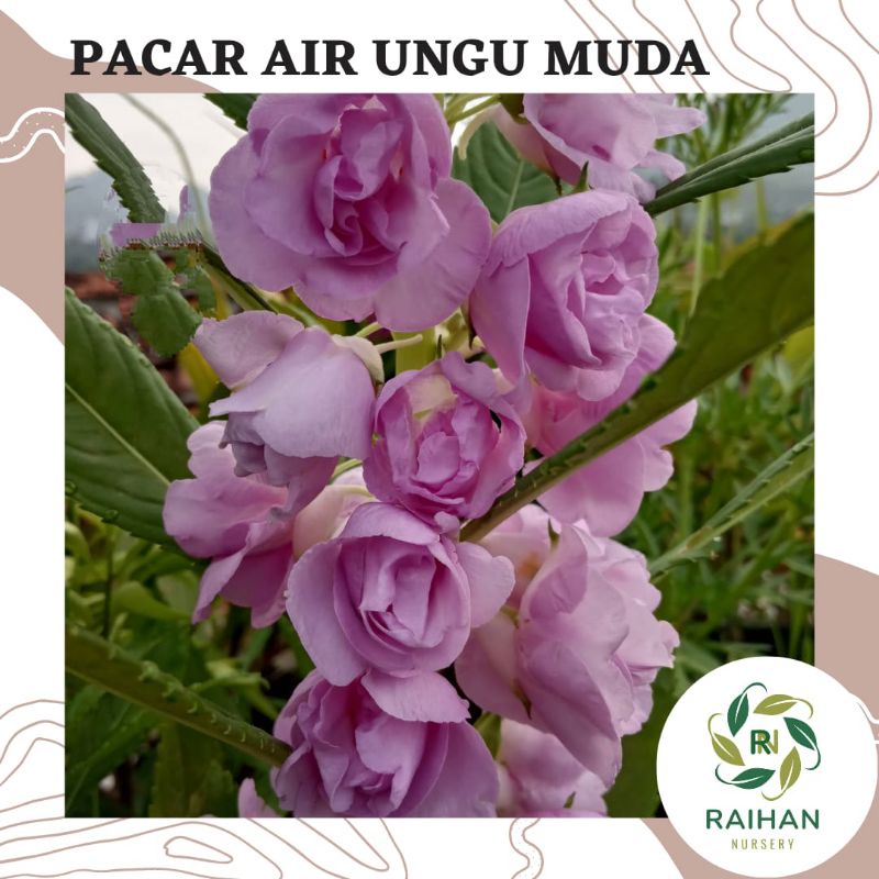 25 Biji Benih Bunga Pacar Air Impatiens Balsamina Ungu Muda Dark Lilac