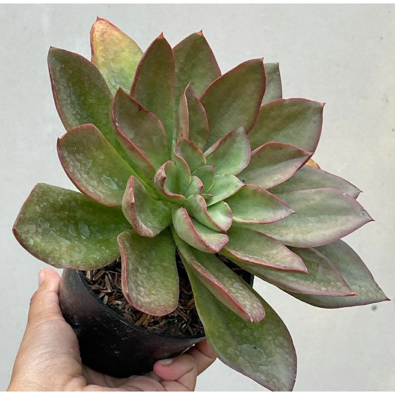 Sukulen Echeveria Metalica