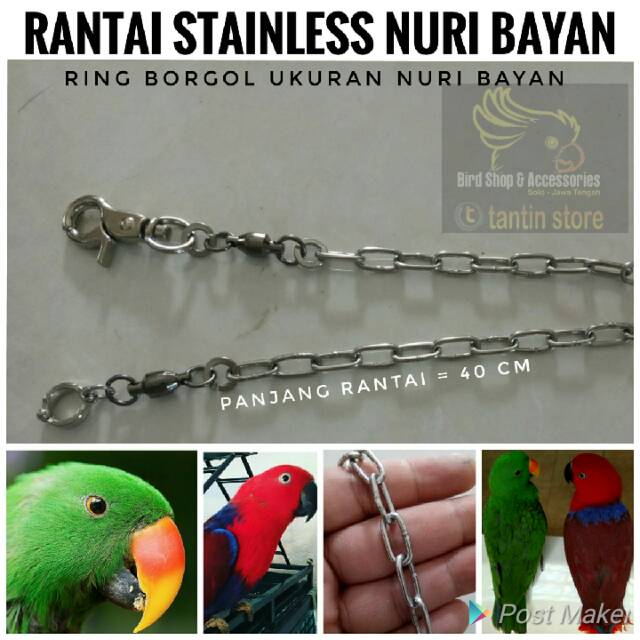 50+ Jenis burung nuri bayan terupdate