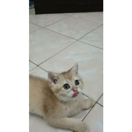 kucing lucu BSH golden NY25