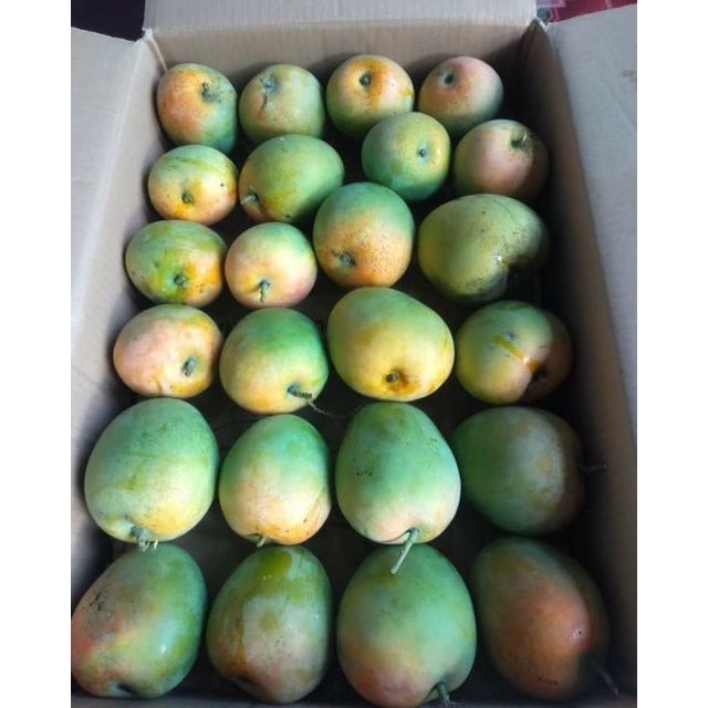 Buah mangga gedong gincu 1kg