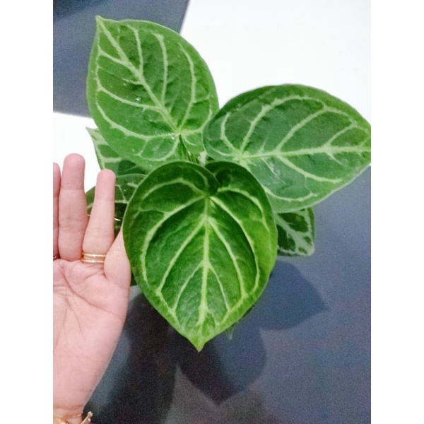 Anthurium Dorayaki