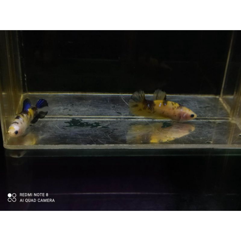 Beli 1 gratis 1.. ikan cupang female yellow koi.. indukan full telor