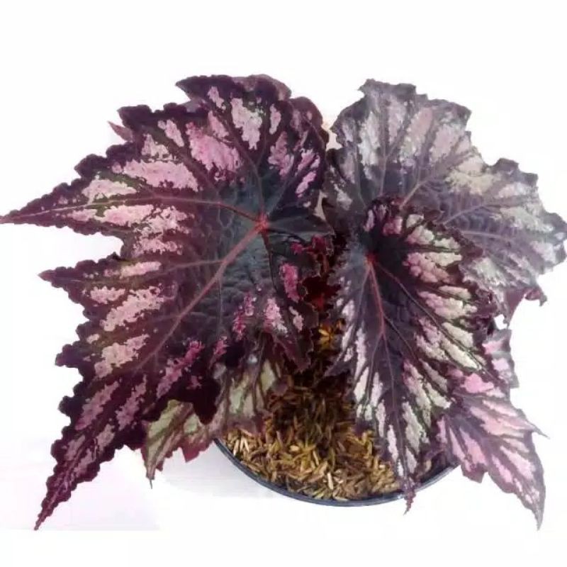 tanaman hias begonia rex black.