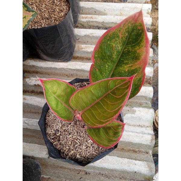 aglonema greg/peterpan