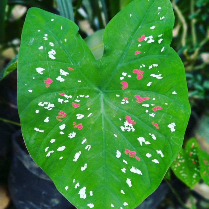 Caladium tricolor keladi merah putih