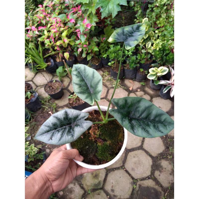 Alocasia reversa rawatan
