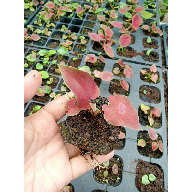 Caladium Red stone