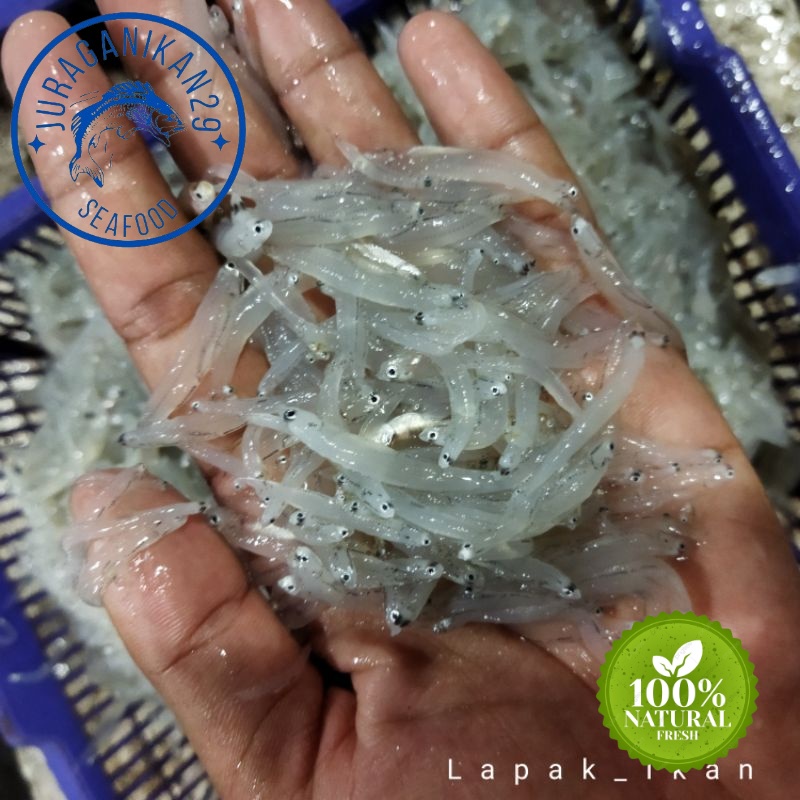 

Ikan Teri Medan Basah 1~Kilogram