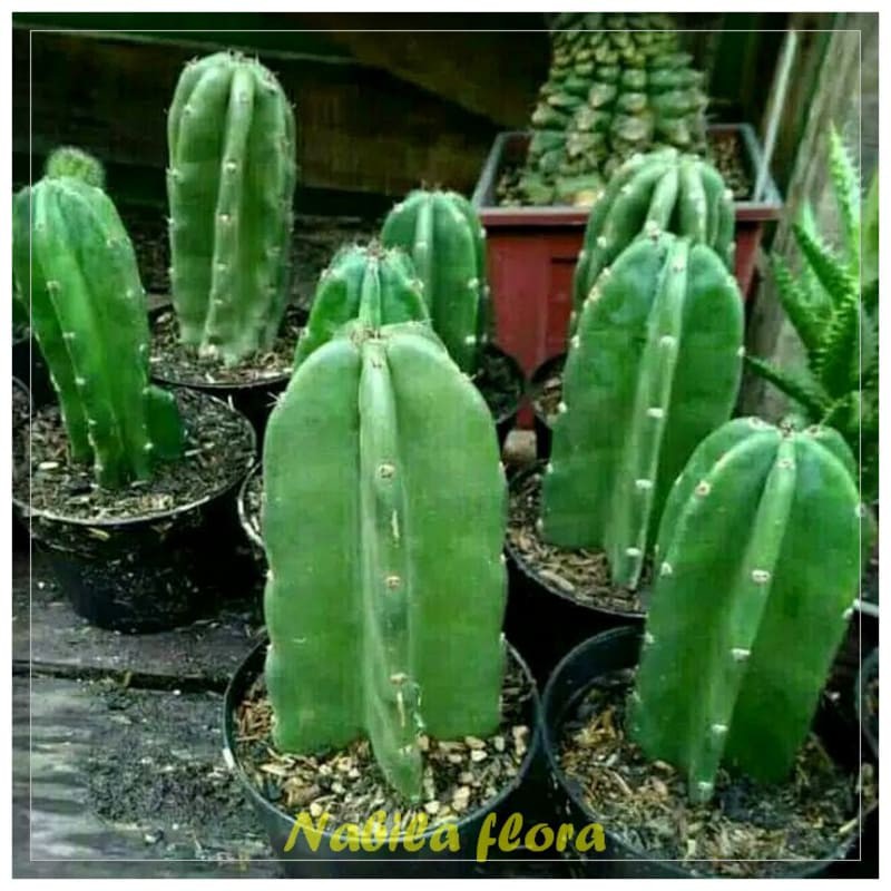 Tanaman hias katus koboi.ukuran 30cm tidak berduri