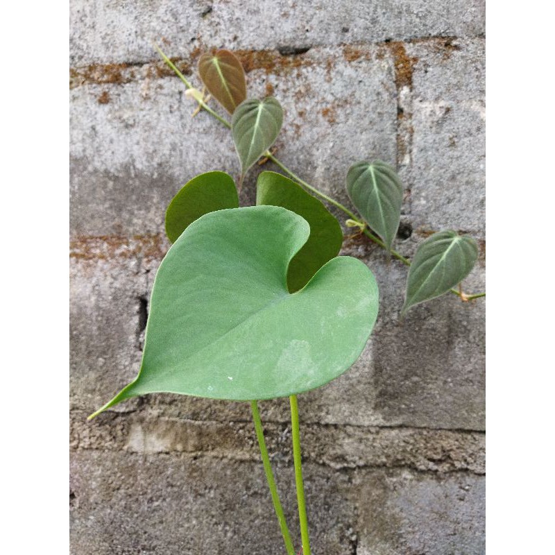 Termurah amydrium humile rawatan, plant cukup besar akar aktif bongol panjang