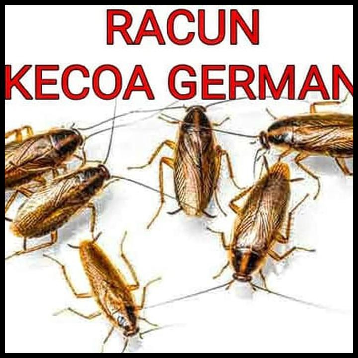 RACUN KECOA PEMBASMI SEMUA KECOA JERMAN KECIL PASTI MATI DIJAMIN