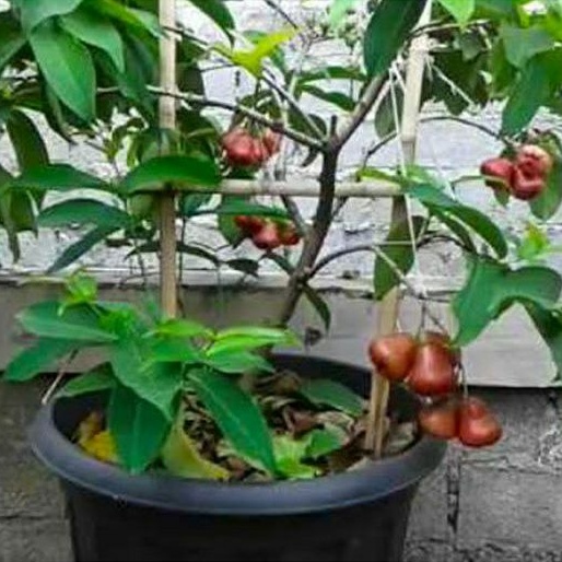 bibit jambu air cincalo merah