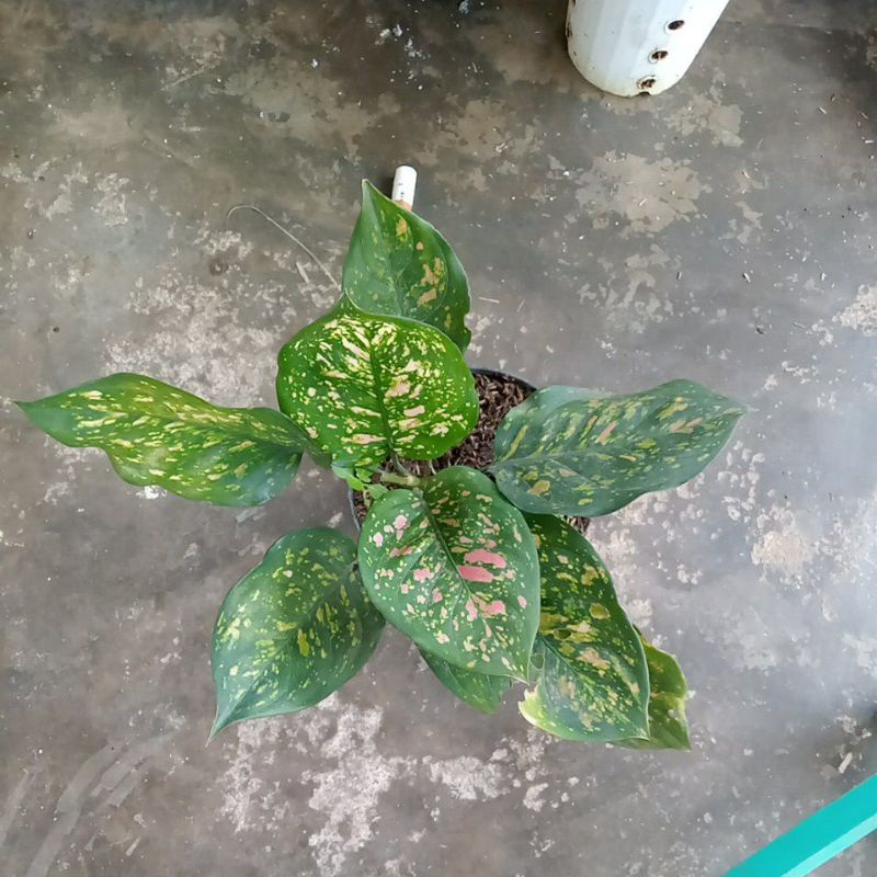 AGLONEMA RUBY CIANGMAY