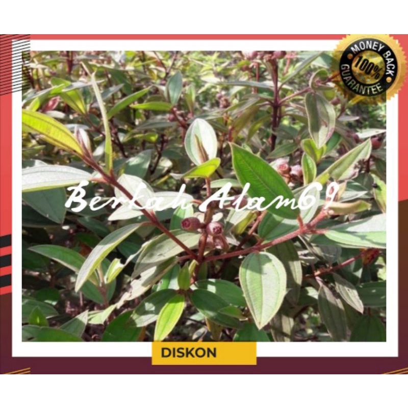 

Daun Senggani Segar 500gr petik langsung