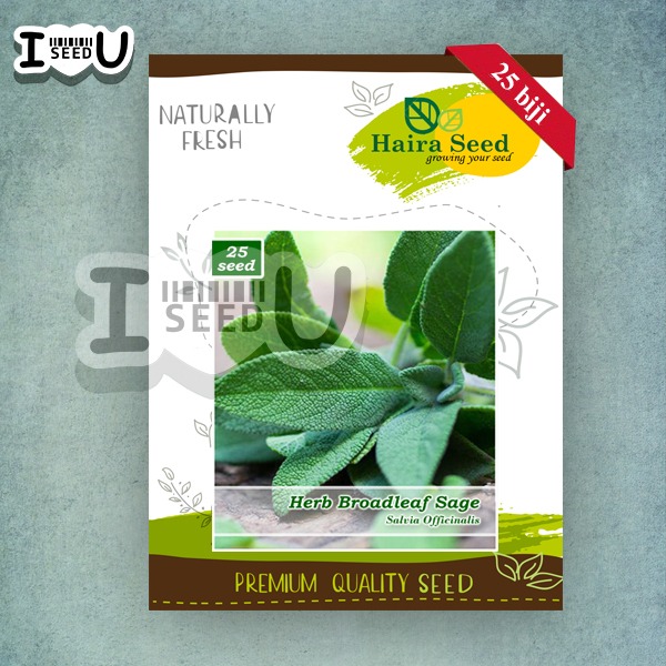 Haira Seed Bibit-BIji Sage Broadleaf