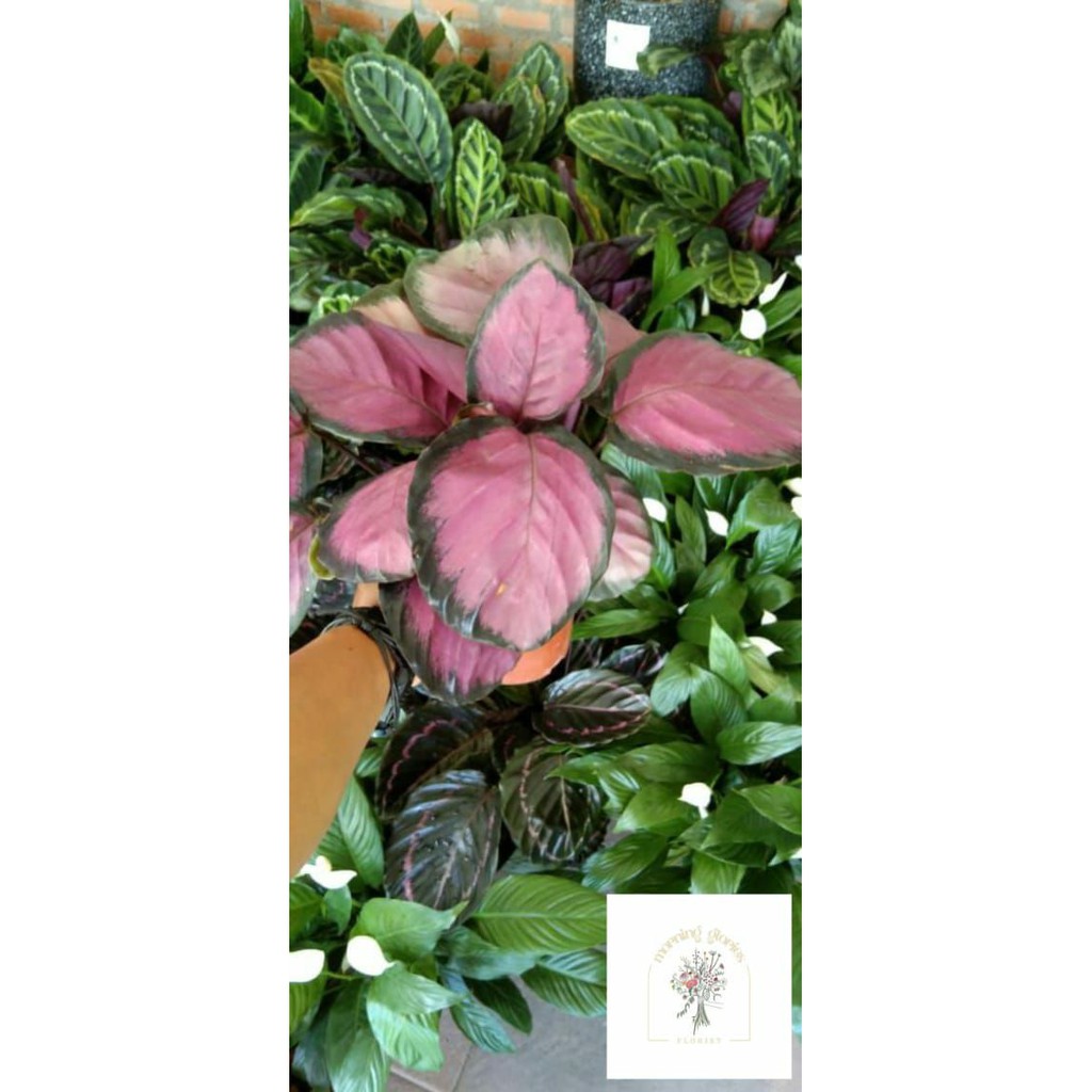 Calathea Crimson Rumpunan (Sesuai Gambar & Video)