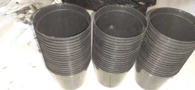 Kaktus Sukulen Paket 50 Pohon Bonus 50 Pot