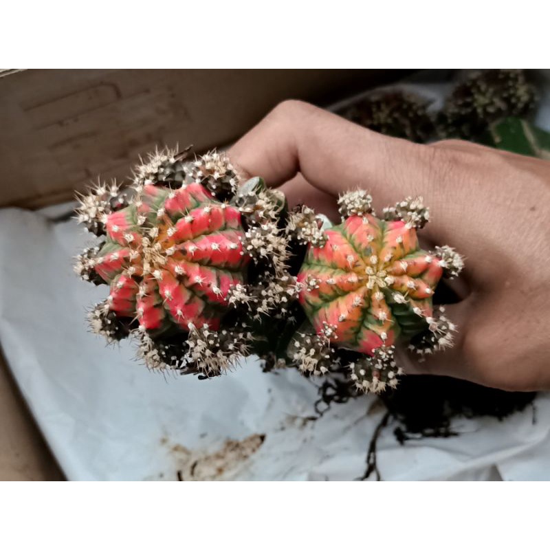 kaktus miha thailand varigata (impor)