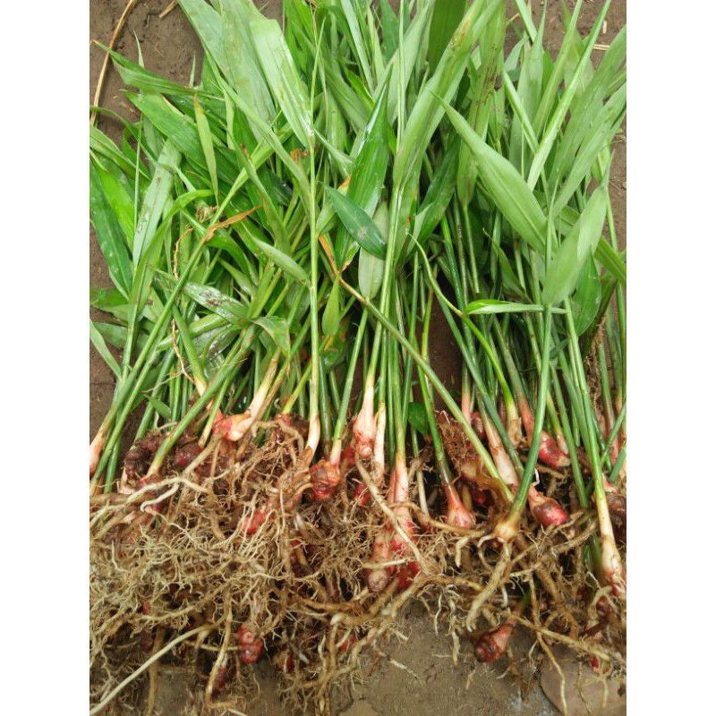 bibit jahe merah super