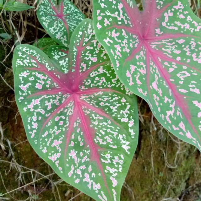 UMBI KELADI HIAS MURAH