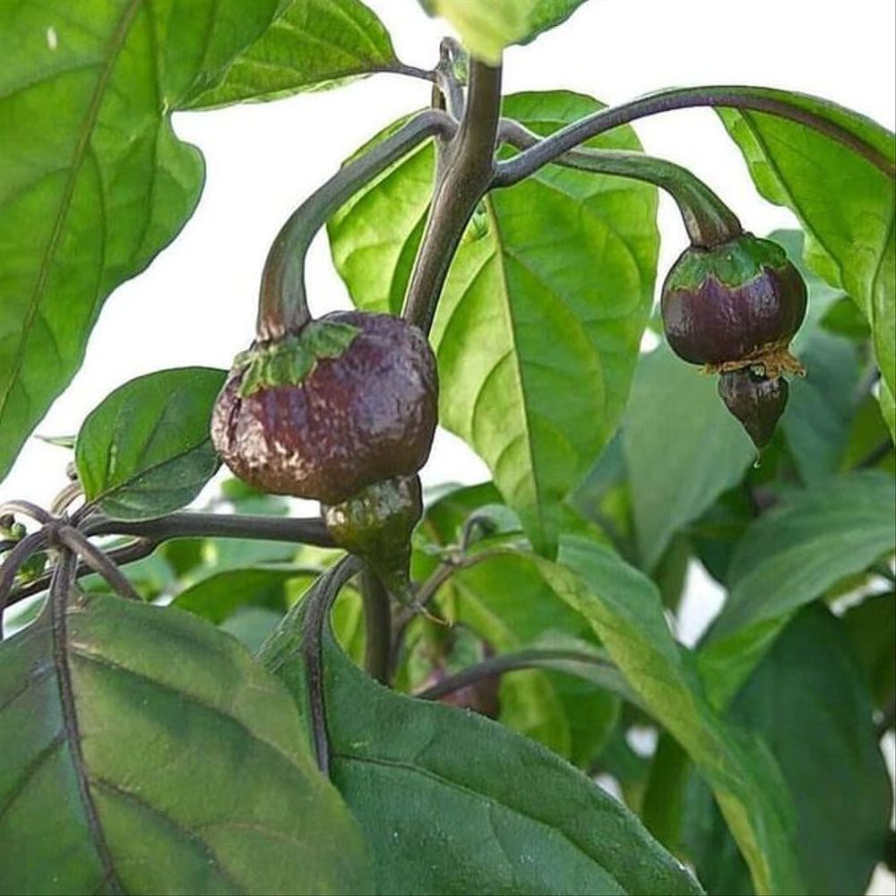 Benih-Bibit Cabe Super Pedas Purple Carolina Reaper (Haira Seed)