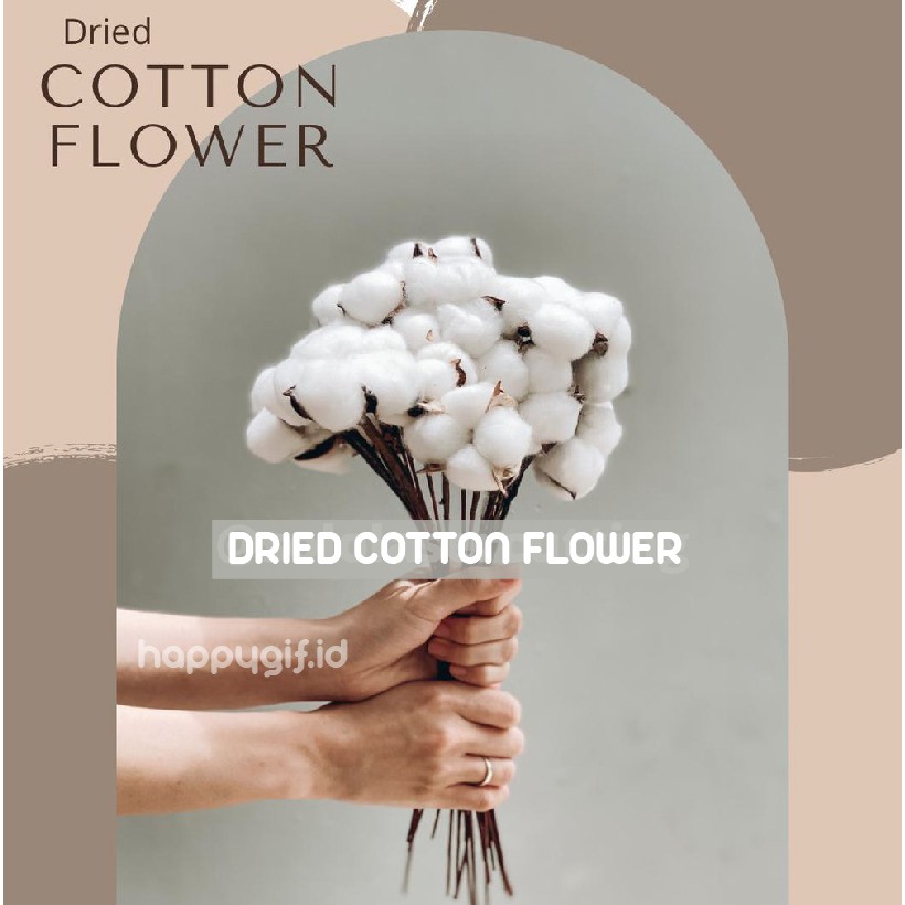 Cotton Flower Bunga Kapas Asli Single Stem Dekorasi Hiasan Bunga Artificial per tangkai-5