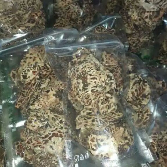 Sarang Semut Putih Asli PAPUA Herbal Kesehatan Bisa COD