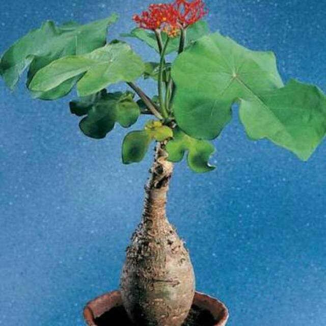 Tanaman Buddha Belly / Jarak Bali