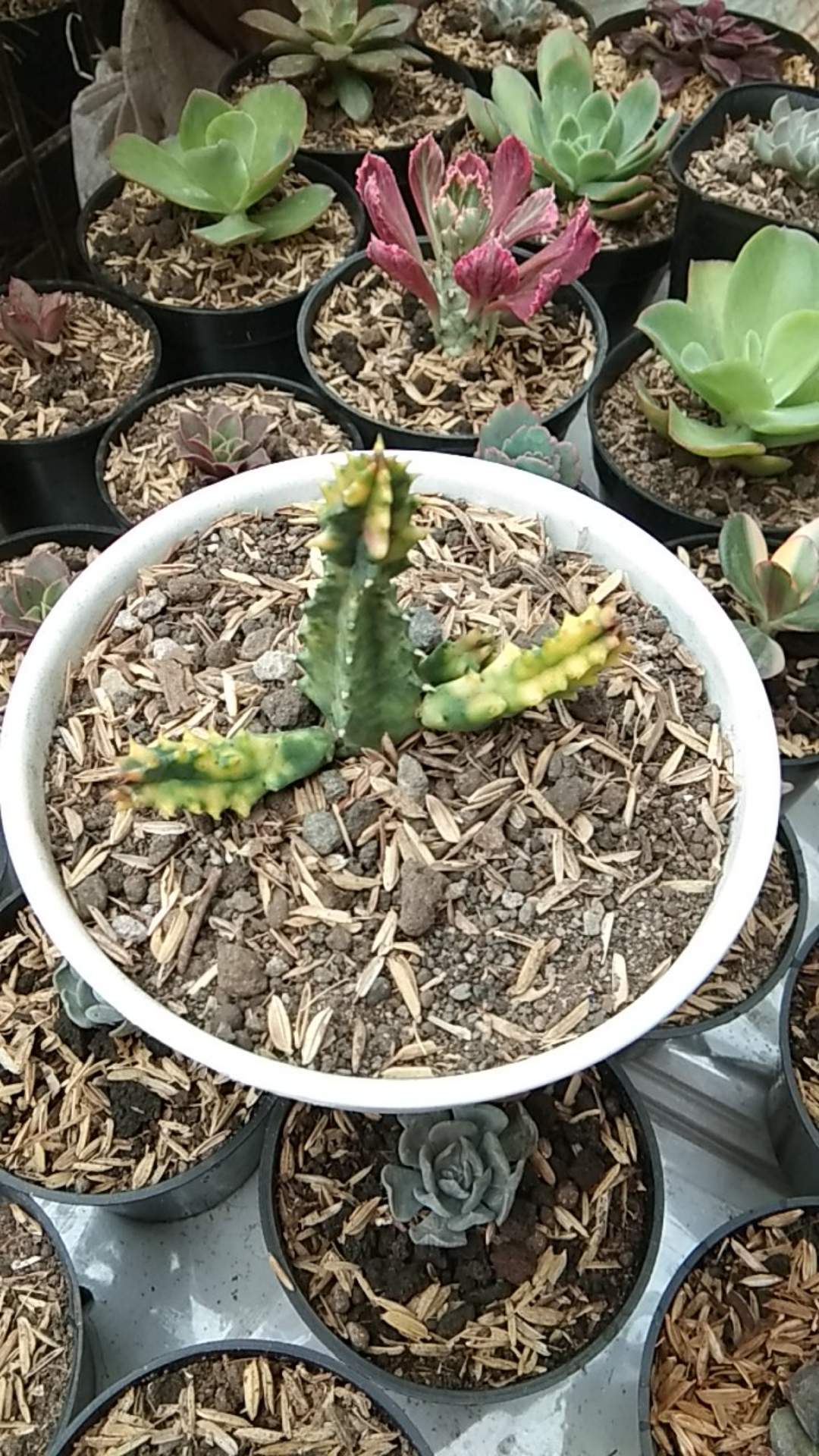 Sekulen Huernia Varigata