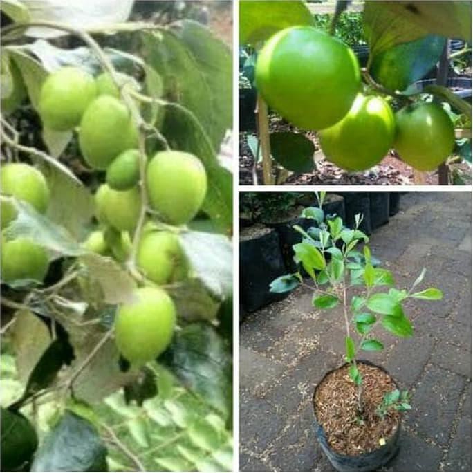 paling laris Bibit Buah Apel India / Putsa