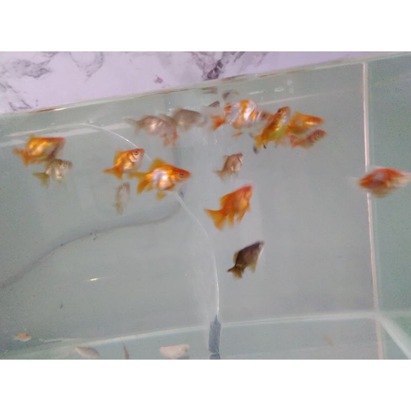 Ikan Mas Koki Ryukin