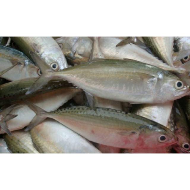 

IKAN KEMBUNG 500 Gram / Sea Food / Sayur Ikan Daging Murah Bandung