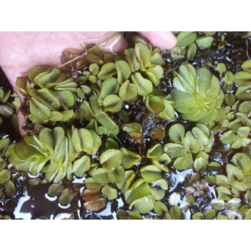 Salvinia Natan tanaman air akuarium aquascape paludarium guppy cupang