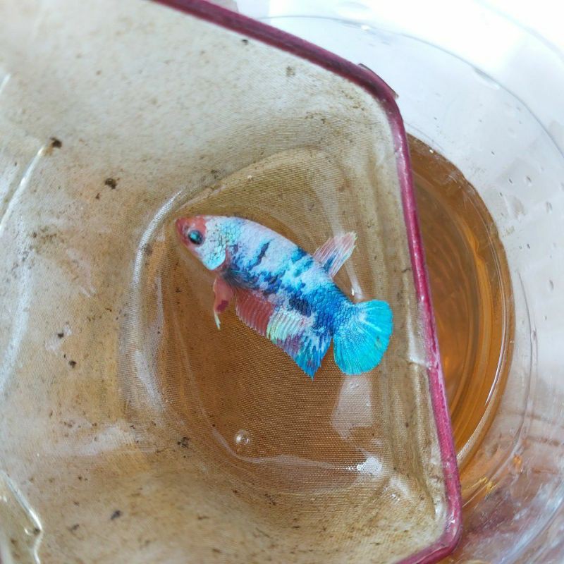 Female Cupang Betina Candy Koi Multicolor