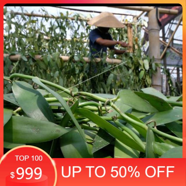 Bibit vanili/vanilla/vania 1 jenis planipolia andrews panjang 1 meter