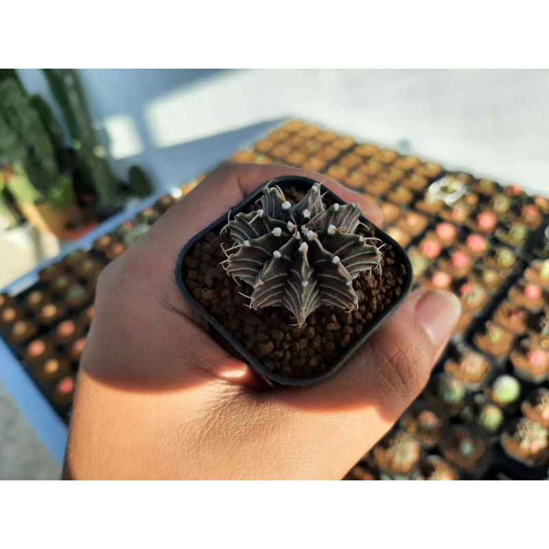 kaktus Lb hybrid