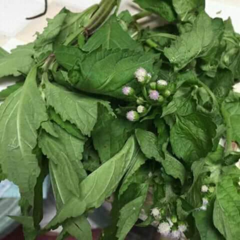 

daun babandotan segar 100gr