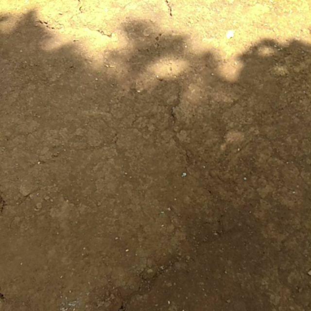 Autocheck Asam Urat Strip 25s