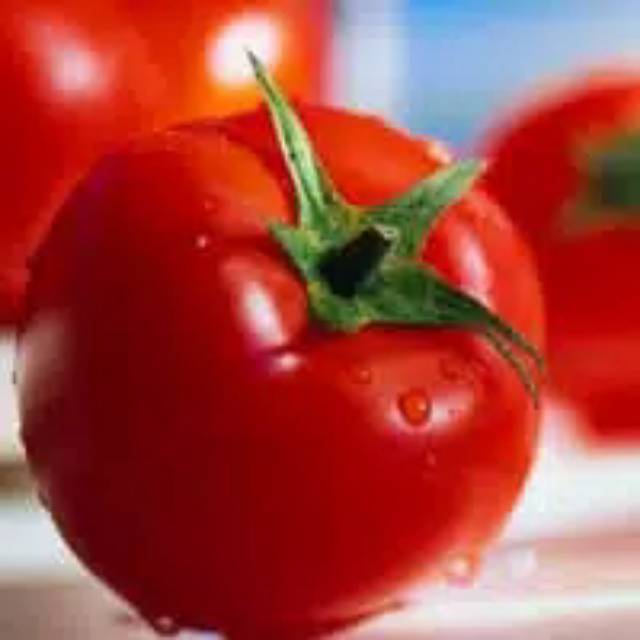 Benih Tomat Apel Merah Jumbo-2