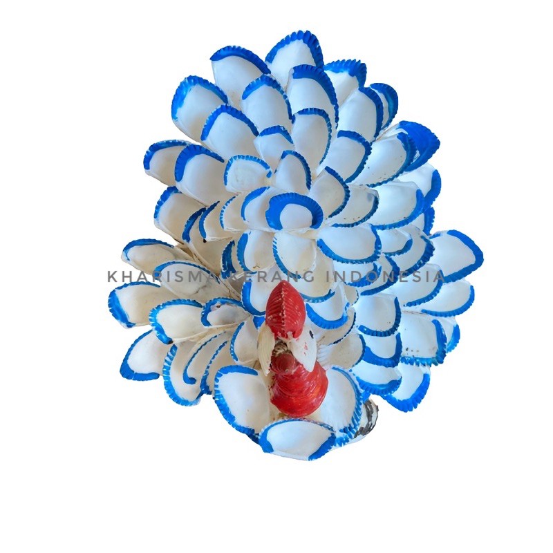 Hiasan Kerang Merak Besar Kerajinan Kerang Sea Shell Ornament