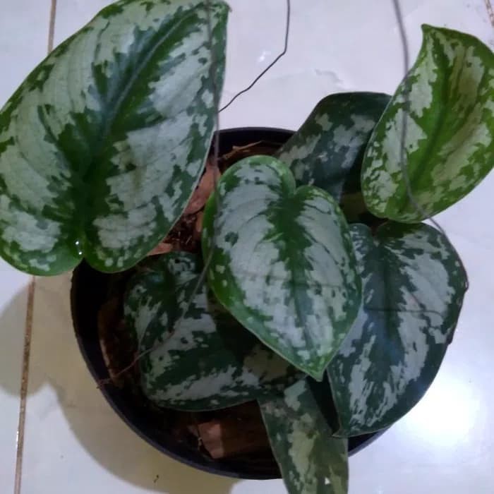 tanaman hias sirih silver, tanaman gantung sirih silver