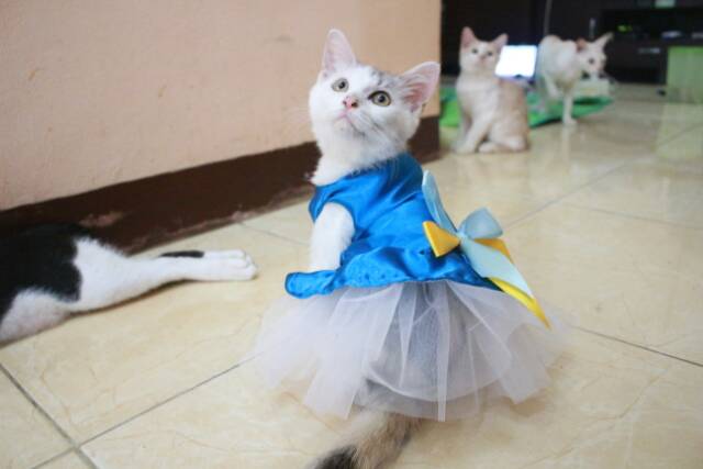 Dress Elsa Frozen V.2 untuk kucing dan anjing lucu murah meriah size S-XL