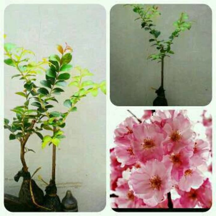 BIBIT BUNGA SAKURA